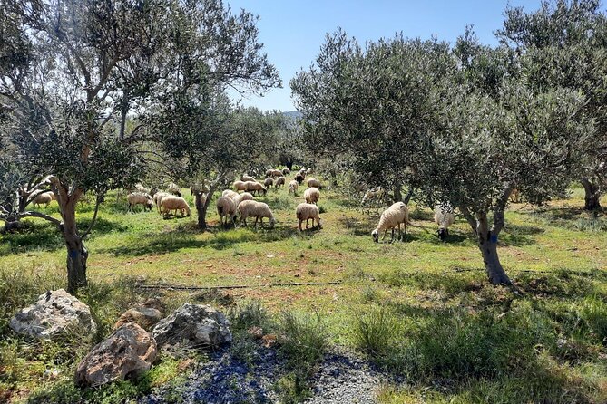 Sheep grazing in an olive grove in Crete on the jeep safari route